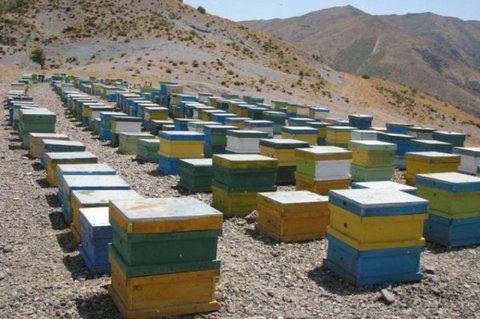  تولید عسل نطنز ۱۰ درصد کاهش یافت