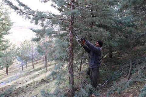 قطع 200  درخت در گلپایگان